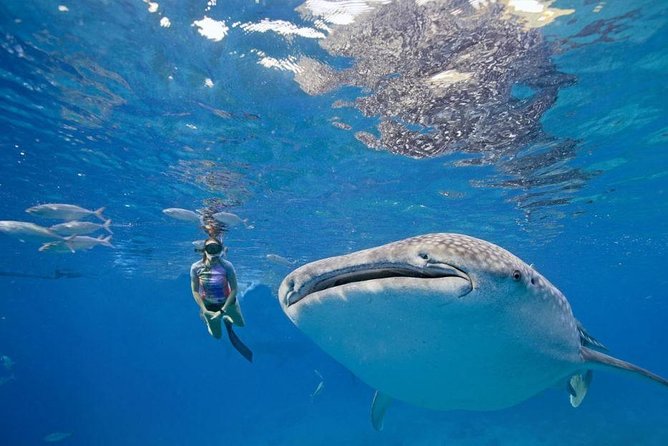 Oslob Whale Shark & Tumalog Falls & Kawasan Falls Canyoneering - Guides, gear, and the safety that keeps it from feeling risky
