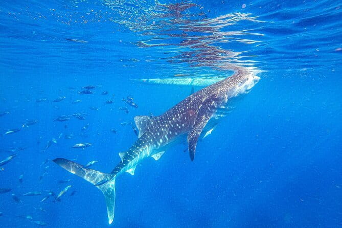 Oslob Whale Shark & Tumalog Waterfalls & Sumilon Sandbar - Key things to know before you go
