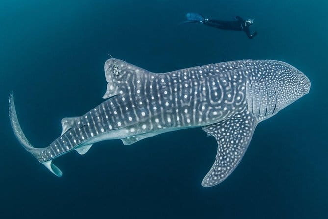Oslob Whale Shark & Tumalog Waterfalls & Sumilon Sandbar - How the day runs: pickup, driving, and the small group feel