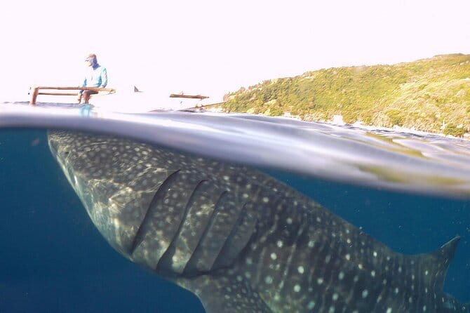 Oslob Whale Shark & Tumalog Waterfalls & Sumilon Sandbar - Safety, insurance, and the wild-animal reality check