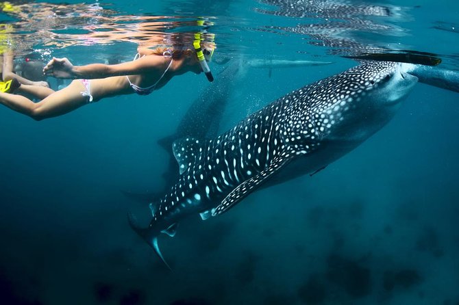 Oslob Whale Shark Watching - Oslob before sunrise: why the early start matters
