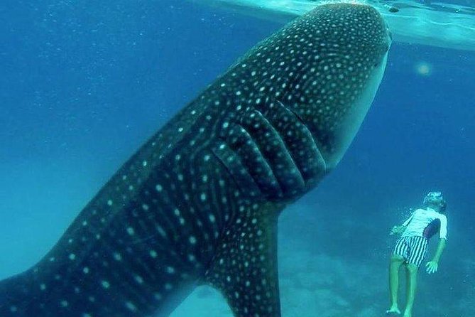 Oslob Whale Shark watching + Canyoneering Adventure Tour - Cebu Day Starts at 3:30 am, and It’s Worth Planning Around