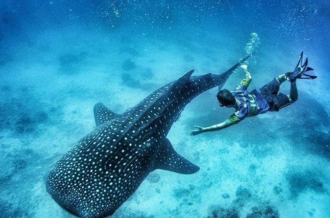 Oslob Whale Shark Watching + Kawasan Falls Day Tour - Logistics that matter: pickup, mobile tickets, and booking timing