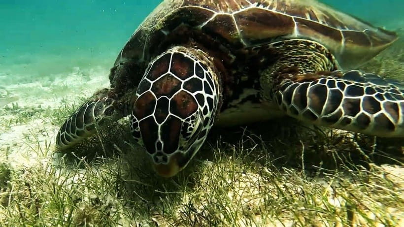 Oslob: Whale Sharks, Inambakan Falls & Moalboal Sardines - Key highlights at a glance