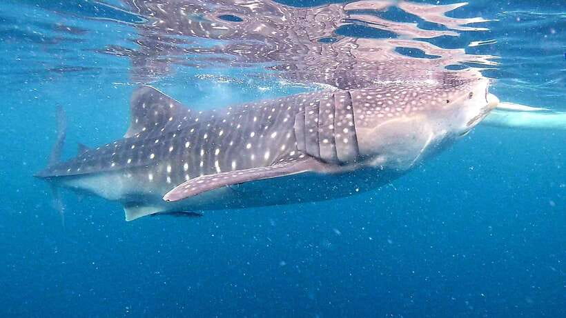 Oslob: Whale Sharks, Inambakan Falls & Moalboal Sardines - Oslob whale sharks: orientation, paddle boats, and your “watch vs swim” choice