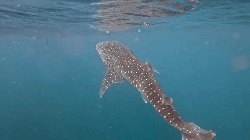 Oslob: Whale Sharks, Tumalog Falls & Sumilon Trio Adventure - Whale Sharks in Oslob: the slow, surreal swim you came for
