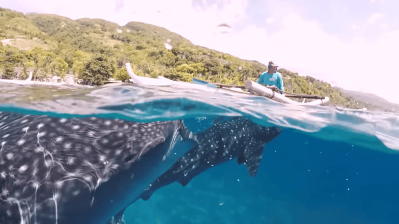 Oslob: Whale Sharks, Tumalog Falls & Sumilon Trio Adventure - The day’s logistics: pickups, timing changes, and staying comfortable