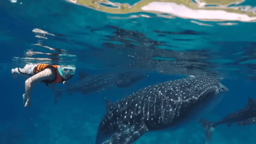 Oslob: Whale Sharks, Tumalog Falls & Sumilon Trio Adventure - Who This Trip Suits Best, and Who Should Skip It