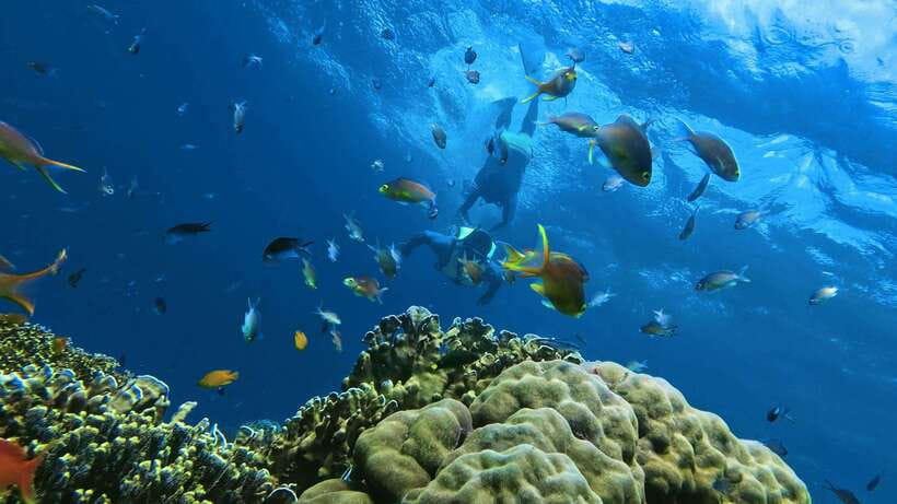 Oslob: Whaleshark Swimming, Inambakan Falls & Moalboal Tour - A 3:00 AM Start That Makes Oslob Work