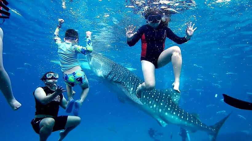 Oslob: Whaleshark Swimming, Inambakan Falls & Moalboal Tour - Transportation, Timing, and Why This Feels Like a “Done For You” Day