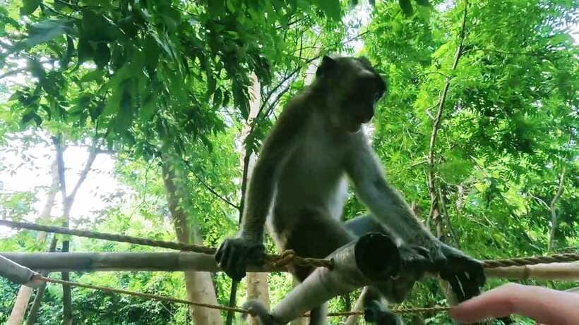 Oslob: Whaleshark Watching, Sumilon Island & Monkey Viewing - Monkey viewing: the fun finale (and what it tends to look like)