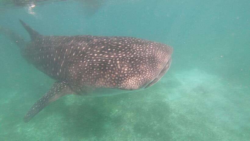 Oslob: Whaleshark Watching, Sumilon Island & Monkey Viewing - Price and value: what your $81 covers, and what can cost extra