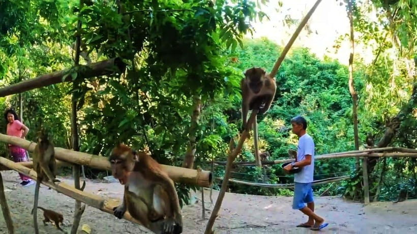 Oslob: Whaleshark Watching, Sumilon Island & Monkey Viewing - What to bring for sea time and monkey time
