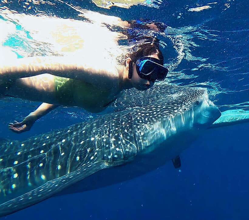Oslob: Whaleshark Watching, Tumalog Falls & Sumilon Island - Key highlights you will actually care about
