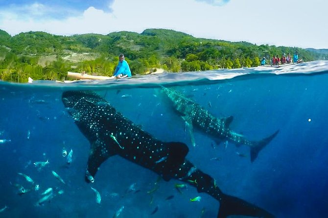 Oslob Whaleshark with Sumilon Island - Sumilon Island and the sandbar break: what you really do in 60 minutes