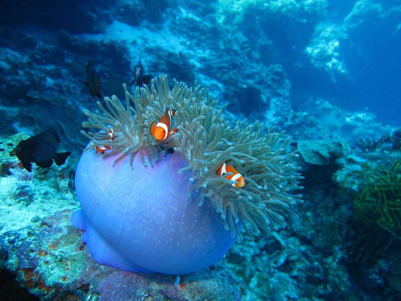 Pamilacan island: Dolphins, snorkel, lunch and walking tour - Key highlights to know before you go