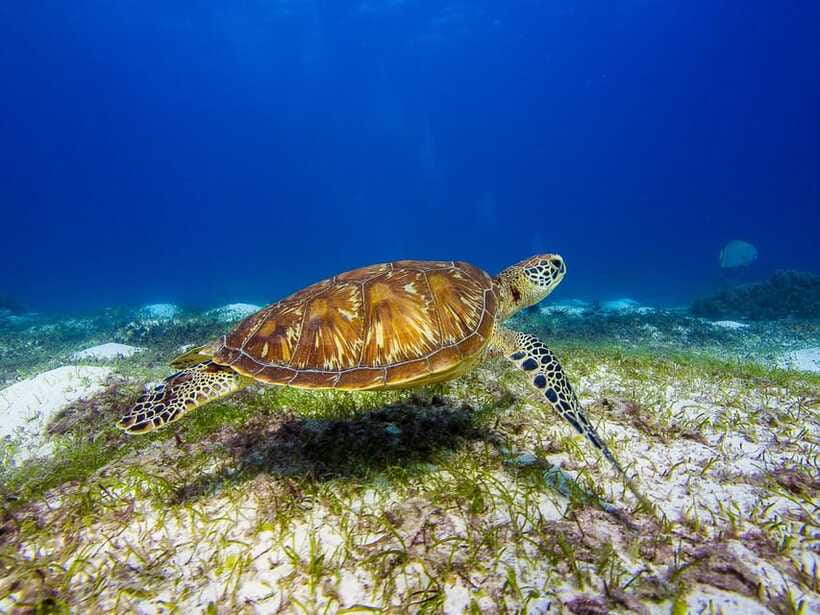 Pamilacan island: Dolphins, snorkel, lunch and walking tour - How the full 8 hours actually flow