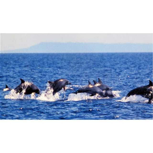 Panglao:Balicasag Island Tour with Turtle & Dolphin Watching - A 6:00 AM Start That Makes the Dolphin Part More Likely