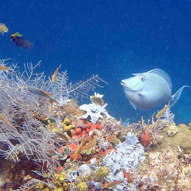 Panglao:Balicasag Island Tour with Turtle & Dolphin Watching - Price and Value: What $34 Covers, and What It Does Not