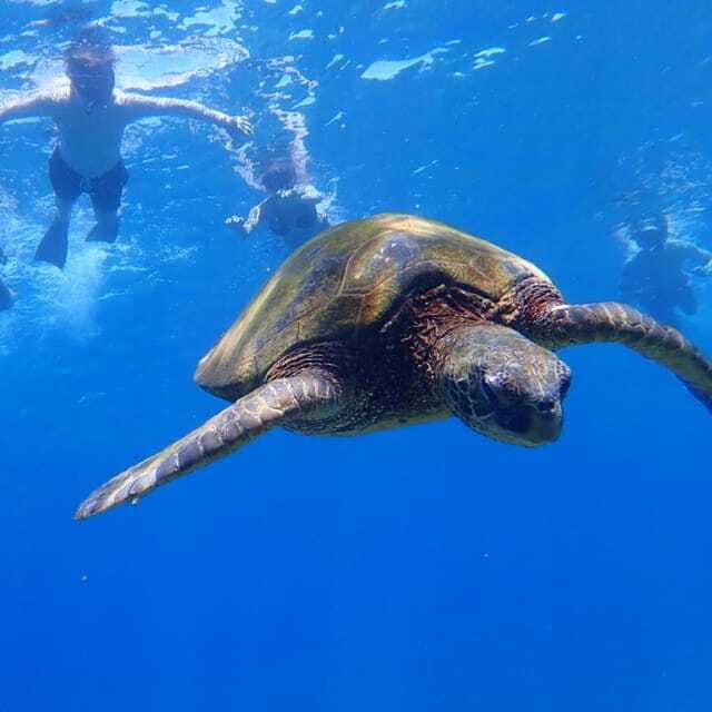 Panglao:Balicasag Island Tour with Turtle & Dolphin Watching - Where You Start: McDonald’s Panglao and a Shared-Boat Reality