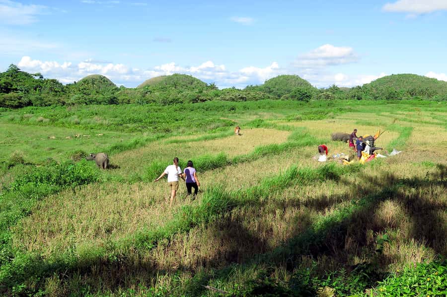 Panglao: Dao, Forests, and Tarsier Sanctuary Tour with Lunch - Key things that make this tour worth your time