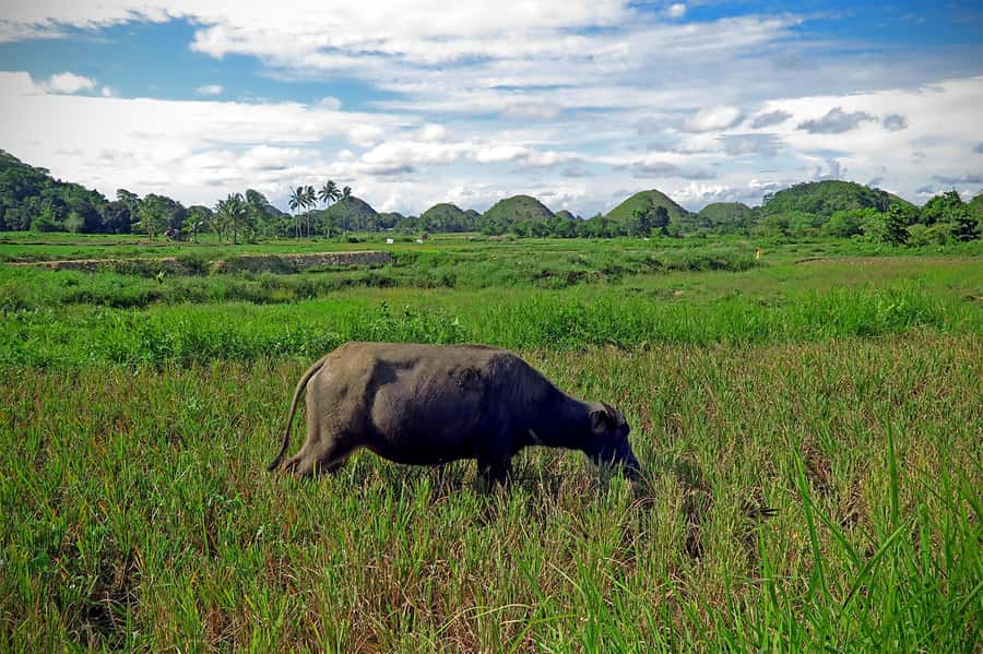 Panglao: Dao, Forests, and Tarsier Sanctuary Tour with Lunch - Price and value, what $144 per person actually covers