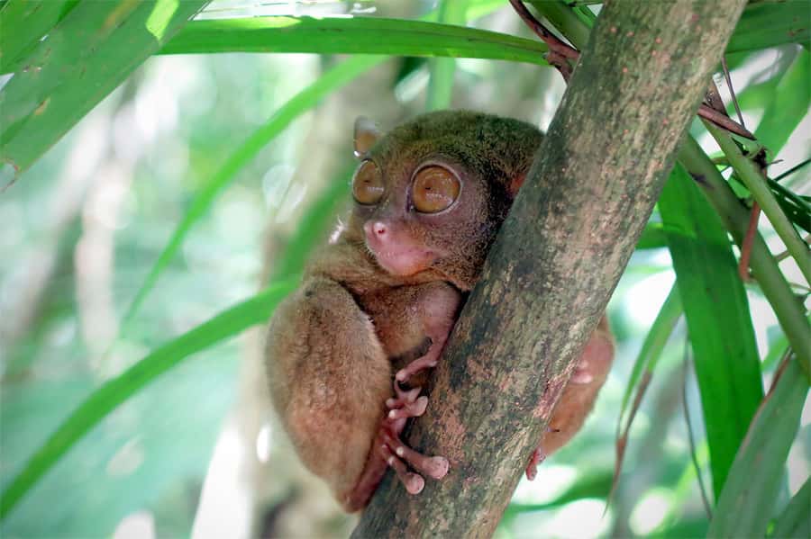 Panglao: Dao, Forests, and Tarsier Sanctuary Tour with Lunch - A private Bohol day that actually connects the dots from Panglao