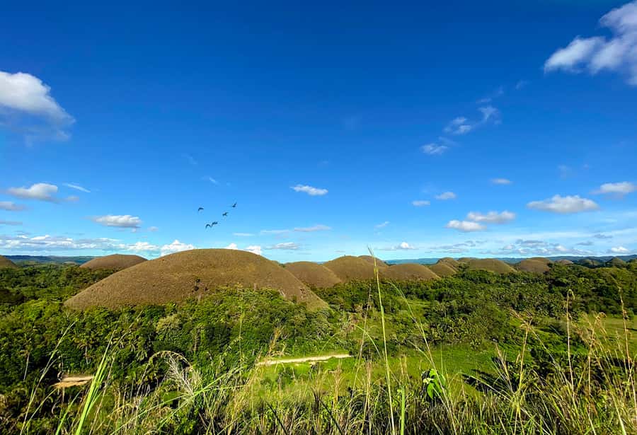 Panglao: Dao, Forests, and Tarsier Sanctuary Tour with Lunch - Corella Tarsier Sanctuary, why cage-free viewing is the whole point