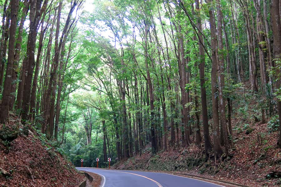Panglao: Dao, Forests, and Tarsier Sanctuary Tour with Lunch - The jungle waterfall and natural pool swim, pack for getting wet