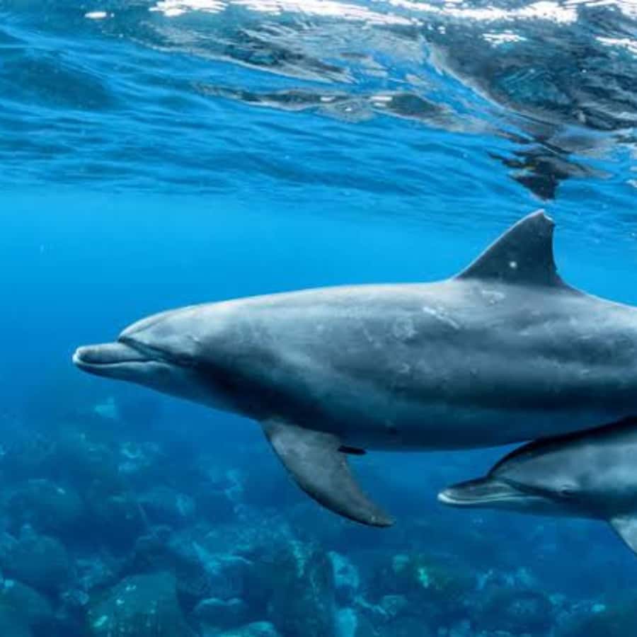 Panglao: Island Hopping w/Balicasag (Shared) - Dolphin watching at sunrise: setting expectations for what you’ll actually see