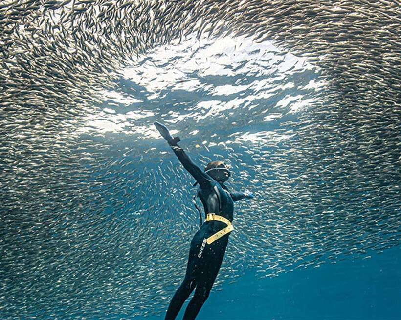 Panglao: Napaling Reef and Sardines Freediving Experience - Key points before you go