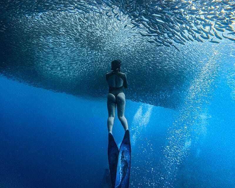 Panglao: Napaling Reef and Sardines Freediving Experience - Beyond sardines: marine life you can actually spot in their habitat