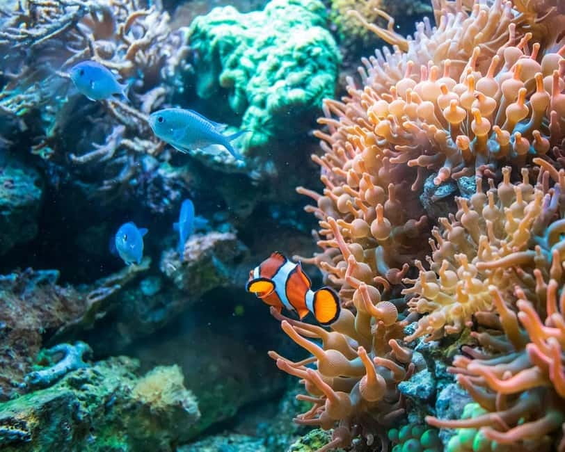 Panglao: Snorkeling at NapalingReef with Sardines Experience - Gear fitting, snorkel setup, and how non-swimmers are supported