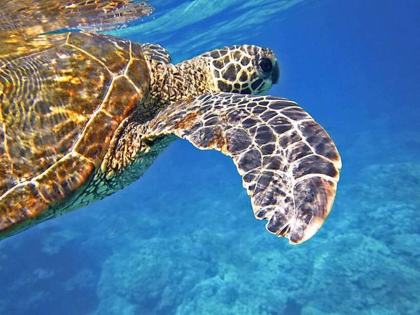 Port Barton: Island Hopping to Turtle Spot & Reef with Lunch - Port Barton’s Turtle and Reef Day: Why It Feels More Like a Break Than a Checklist