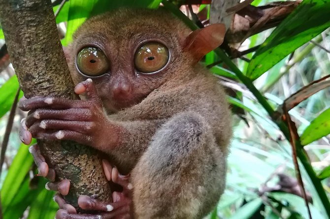 Private Day Trip Cebu to Bohol w/ Chocolate Hills & Loboc Cruise - Mahogany forest, then Chocolate Hills: the classic Bohol combo