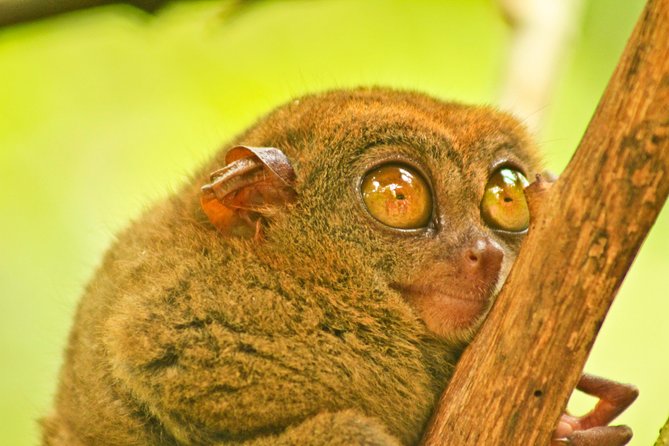 Private Day Trip Cebu to Bohol w/ Chocolate Hills & Loboc Cruise - Price and value: what $285 really buys (and what costs extra)