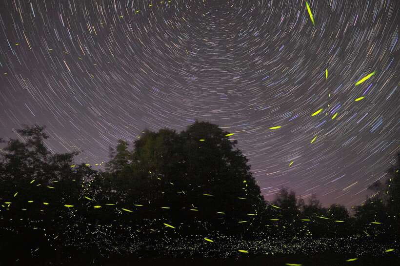 Puerto Princesa: Firefly Watching Bay Cruise with Dinner - Why This Firefly Cruise Works So Well at Night