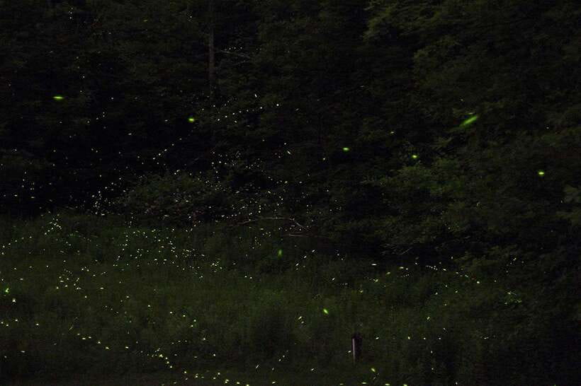 Puerto Princesa: Firefly Watching Bay Cruise with Dinner - From Hotel Pickup to Sunset Dinner on Puerto Princesa Bay