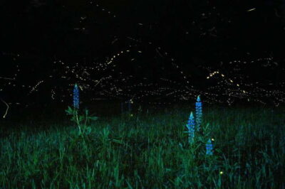Firefly Watching Bay Cruise with Dinner