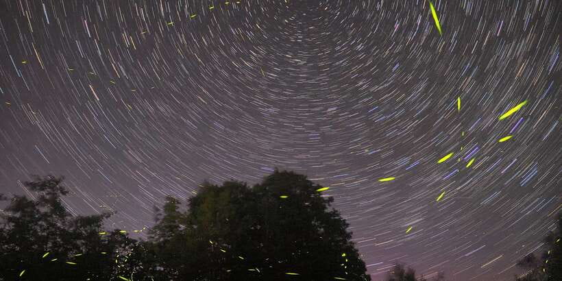 Puerto Princesa: Firefly Watching Bay Cruise with Dinner - Price, Fees, and Real Value for $35