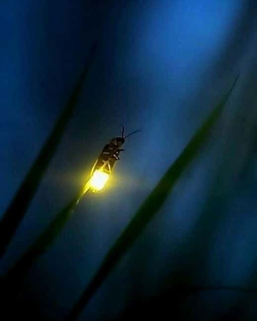Puerto Princesa: Firefly Watching Tour with Dinner - Key things to know before you go