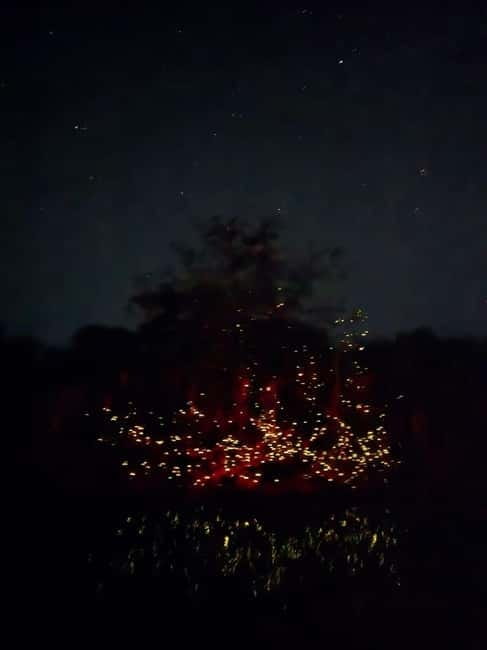 Puerto Princesa: Firefly Watching Tour with Dinner - A Short Ride Into the Iwahig River Firefly Glow