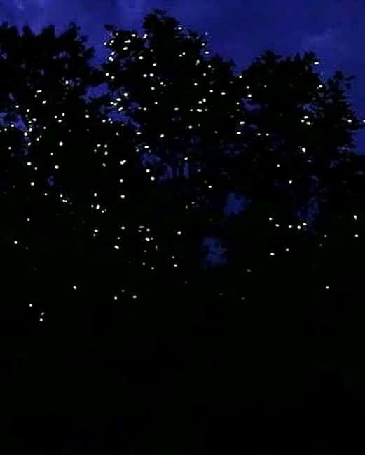 Puerto Princesa: Firefly Watching Tour with Dinner - Price and Value: Why 54 USD Can Feel Fair