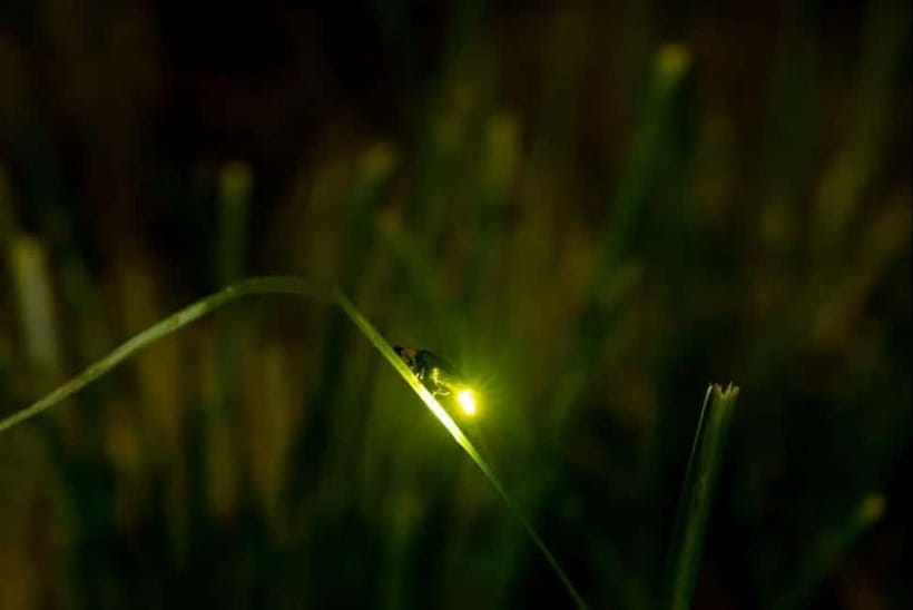 Puerto Princesa: Firefly Watching Tour with Dinner - The Guided Orientation: Learning Without Breaking the Spell