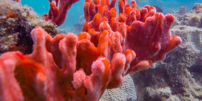 Puerto Princesa: Private Honda Bay Island Hopping Tour - Price and value: $180 for up to 2, what you are really paying for