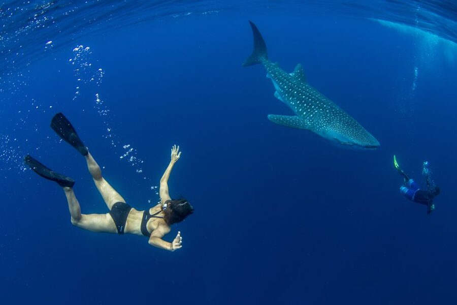 Puerto Princesa: Swim with Whale Sharks Boat Cruise - What Makes a Whale Shark Swim Off Puerto Princesa So Special