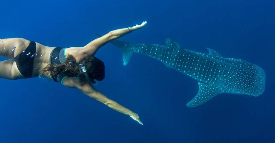 Puerto Princesa: Swim with Whale Sharks Boat Cruise - Baywalk Pickup, a Boat Search Day, and the 6.5-Hour Rhythm