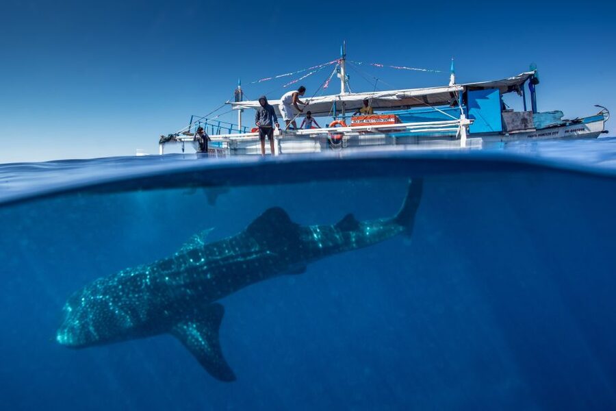 Puerto Princesa: Swim with Whale Sharks Boat Cruise - Snorkeling Time: Gear Included, Guides On Hand, Respect Built In