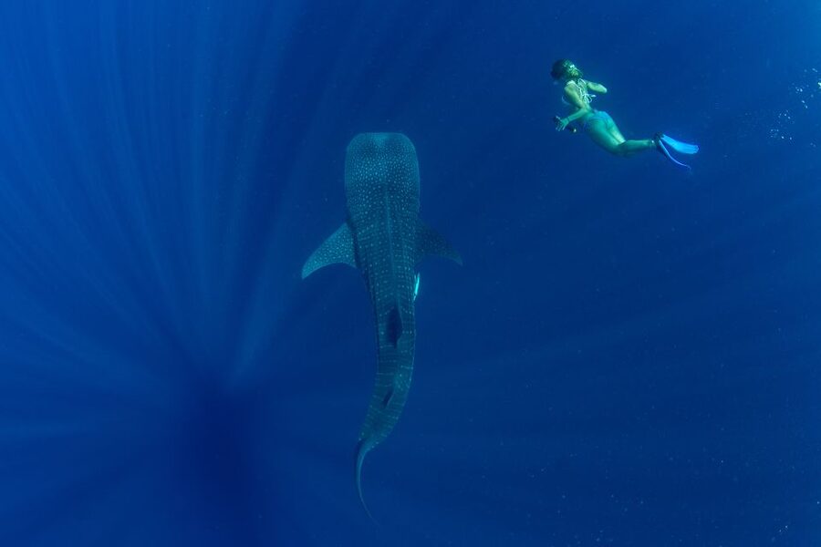 Puerto Princesa: Swim with Whale Sharks Boat Cruise - Seeing Other Sea Life Along the Way