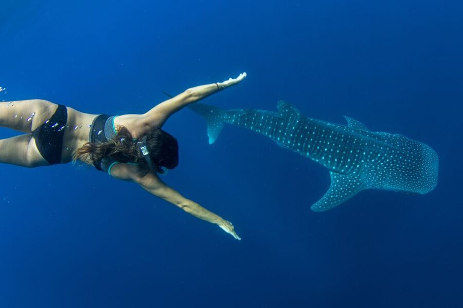 Puerto Princesa: Swim with Whale Sharks Boat Cruise - How the Crew Locates Whale Sharks: Local Fishermen, Bird Signals, and Patience